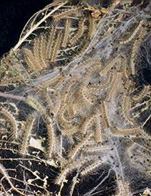 Fall webworm caterpillars.