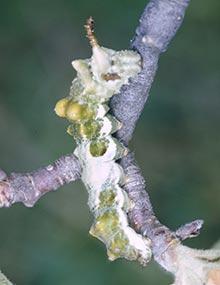 Red-spotted purple caterpillar.