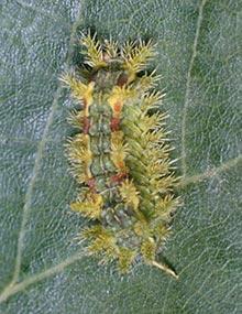 Spiny oak slug caterpillar.