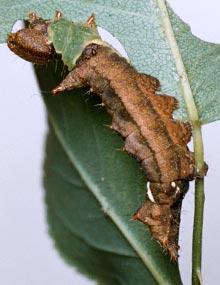 Unicorn caterpillar.