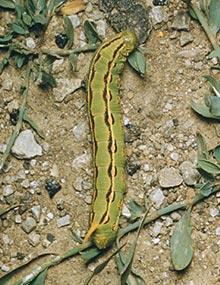 Whitelined sphinx caterpillar.