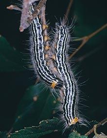 Yellownecked caterpillars.