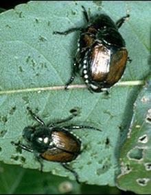 Japanese beetles.