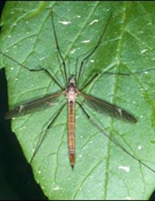 Cranefly.