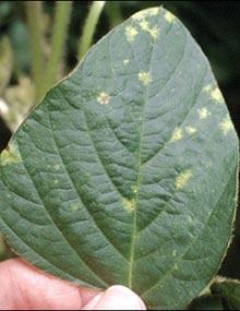 Downy mildew on soybean leaf.