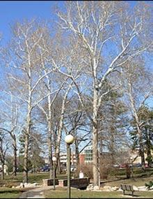 American sycamore trees.