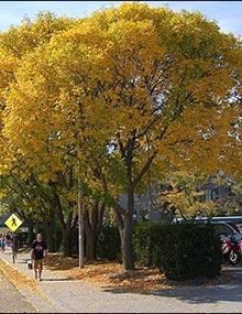 Green ash tree.