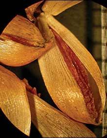 Wild onion seeds.