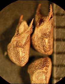 Prickly sida seeds.