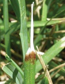 Ascochyta leaf blight.