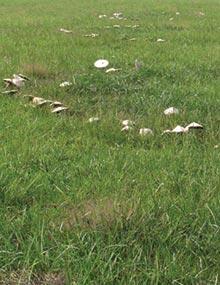 Fairy ring.