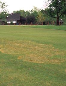 Large patch grass disease.