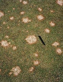 Microdochium patch on bentgrass putting surface.