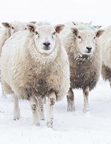 sheep in snow