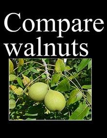 Compare walnuts.