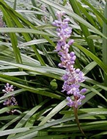 Lily-turf with purple flowers.