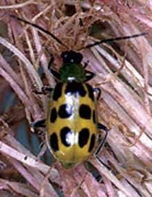 Cucumber beetle.