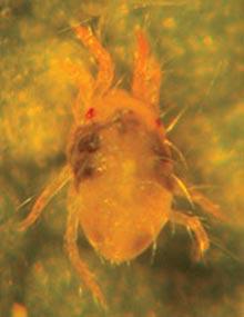 Spider mite on watermelon.