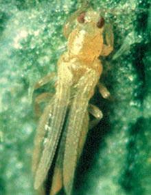 Thrips on watermelon.