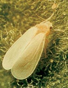 Whitefly.