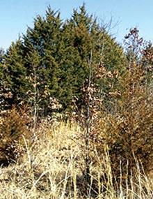 Red cedars.