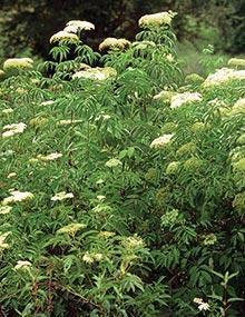 Common elderberry.