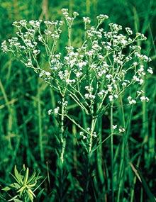 Flowering spurge.