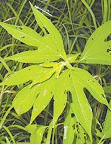 Giant ragweed.