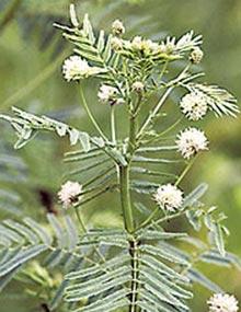 Illinois bundleflower.