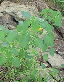 Jewelweed.