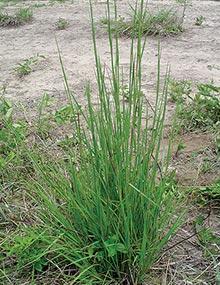 Little bluestem.