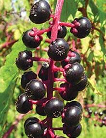 Pokeweed.