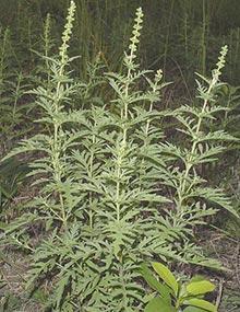 Common ragweed.