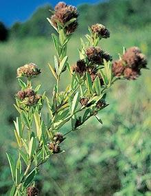 Roundhead lespedeza.