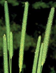 Timothy seed heads.