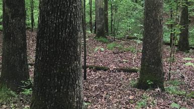 oak trees in a forest