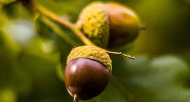 acorns