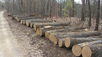 timber cut in the forest