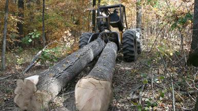 timber in the forest