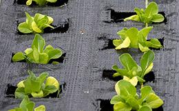 Crops with weed barrier