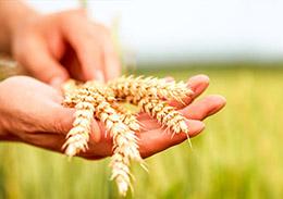 Hands holding wheat grains