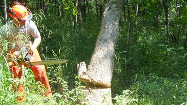 person felling a tree