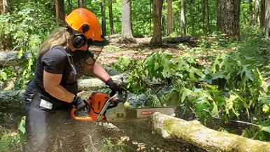 person cutting a tree with a chainsaw