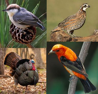 native birds of Missouri collage