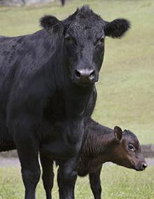 G2104 cover image of a black cow and a calf