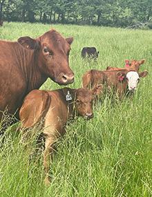 G4167 cover image thumbnail - cows and calfs in a field of grass