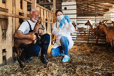 Vet giving goat a vaccine 