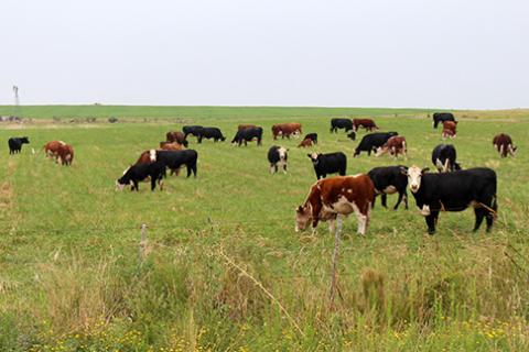 Cattle on Pasture