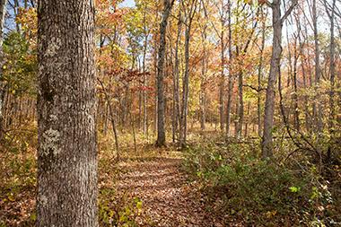 Trees in a forest