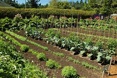 Garden of fresh vegetables 